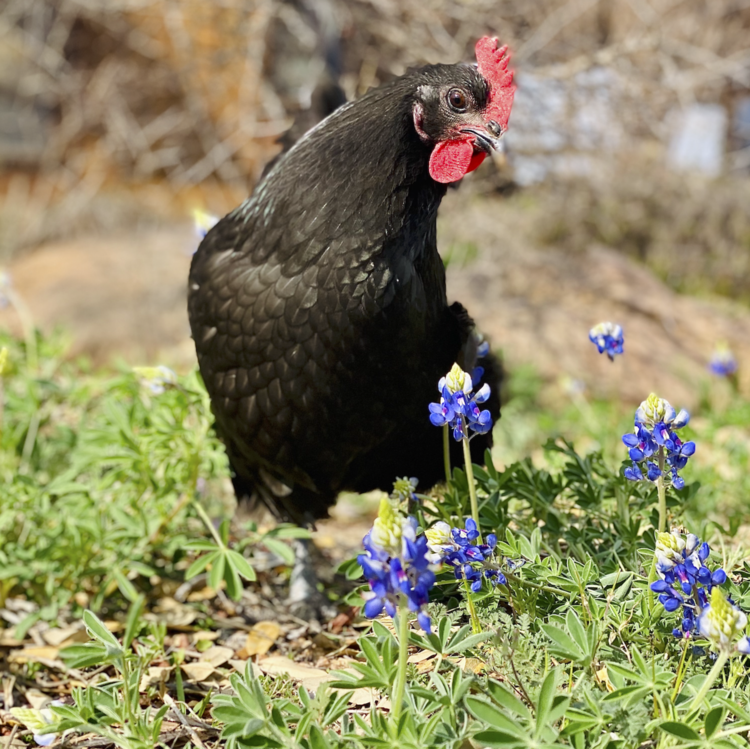 Hill Country Bluebonnets