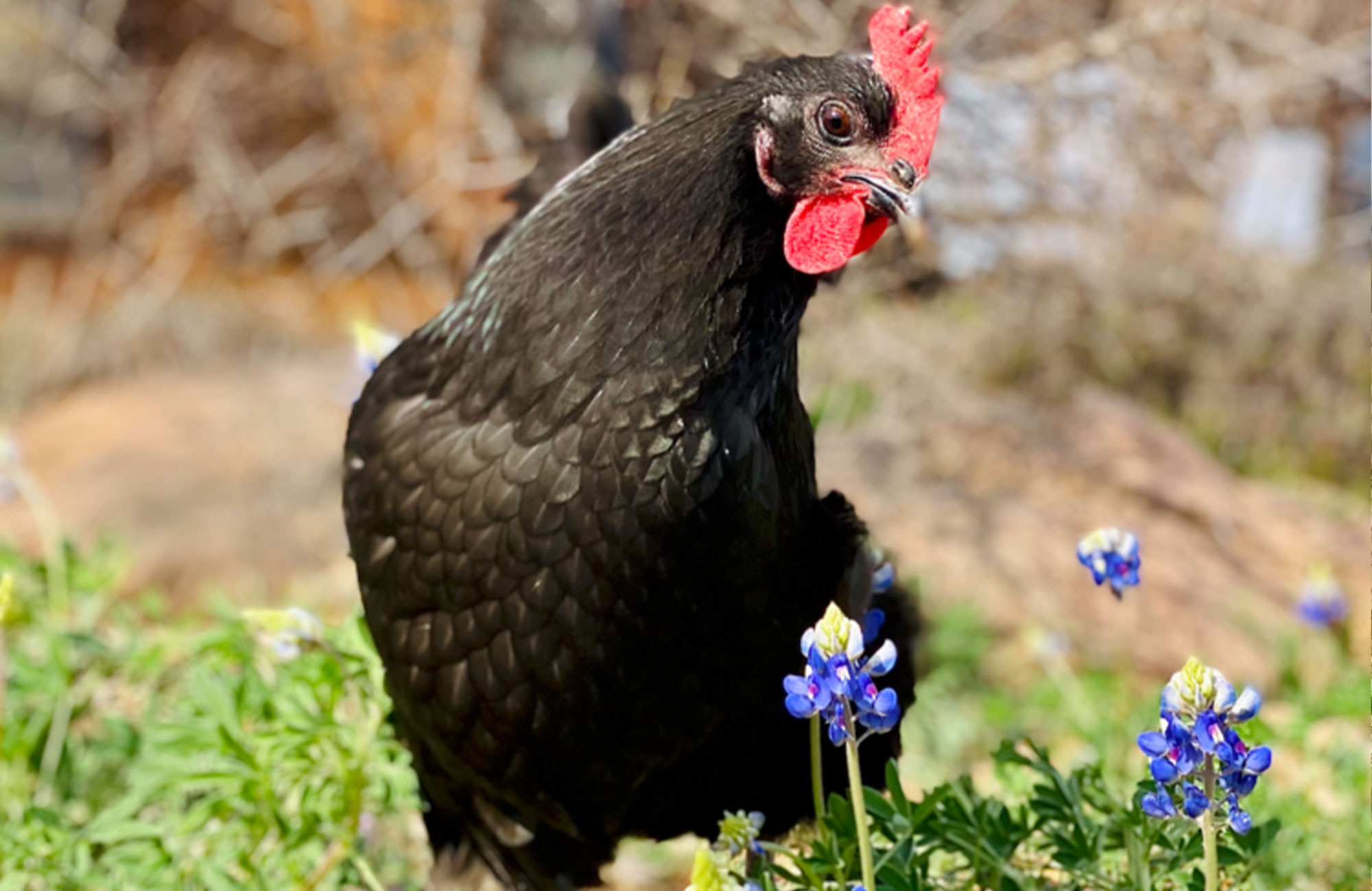 Chicken Greeters Among the Bluebonnets