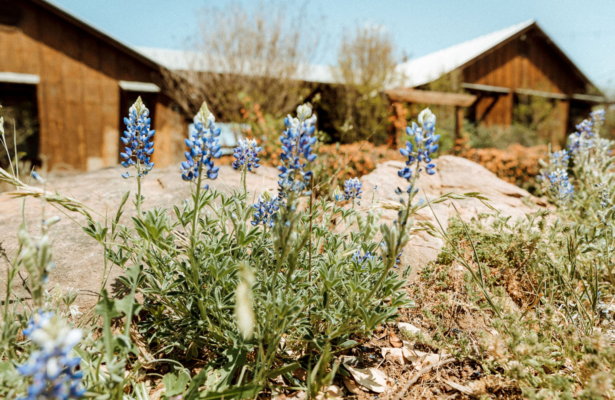 Castell TX Cabin Rentals Hill Country Bluebonnets